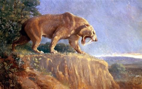 Saber-Toothed Cats May Have Roared Like Lions - Scientific American