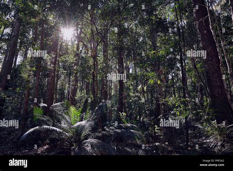 Rainforest at Fraser Island Stock Photo - Alamy