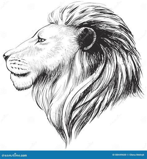 Lion Head Profile Drawing