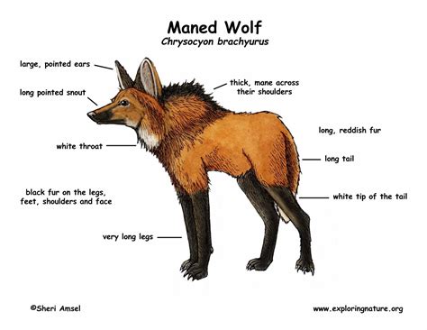 Wolf (Maned)