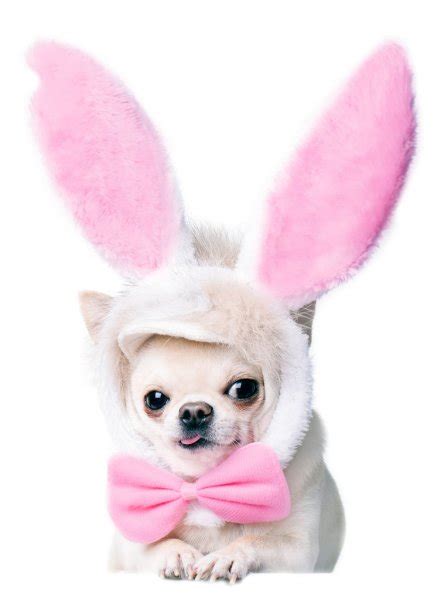 Chihuahua dog in a funny costume of an Easter hare — Stock Photo ...