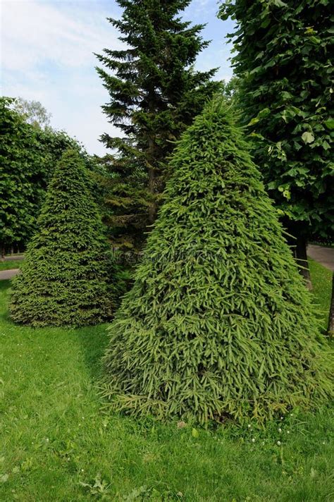 Green Cone-Shaped Spruce Trees Stock Image - Image of pine, landscape ...