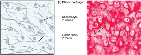 Cartilage - Hyaline - Elastic - Fibrocartilage - TeachMePhysiology