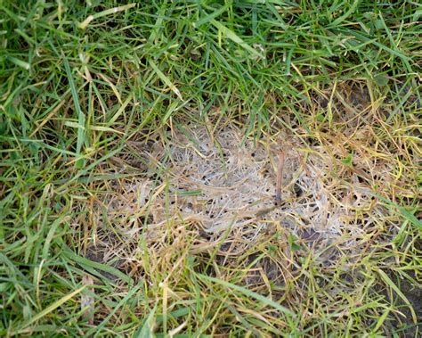 Snow mold: how to prevent this common winter lawn problem | Gardeningetc