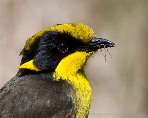 Helmeted Honeyeater « lirralirra