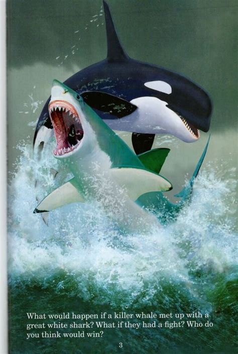 Great White Shark Vs Killer Whale Who Would Win