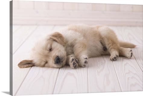 Sleeping golden retriever puppy Wall Art, Canvas Prints, Framed Prints ...