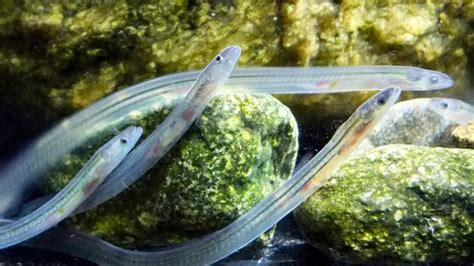 Leptocephalus, The Transparent Eel Larva