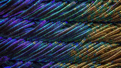 Peacock Feathers Are Even More Majestic Under a Microscope | Mental Floss