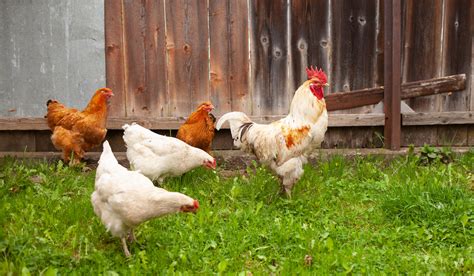 Chicken, Hen, or Rooster: What's the difference? - The Hip Chick