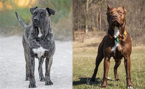 Presa Canario vs Pitbull: What Are The Differences? (With Pictures ...