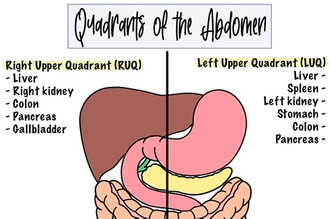 Quadrants of the Abdomen Cheat Sheet - Etsy