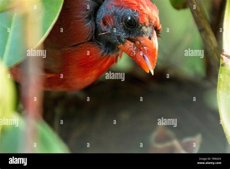 Cardinal Nest High Resolution Stock Photography and Images - Alamy