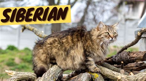 Siberian Cat 101 - History, Personality and Traits – OutdoorBengal