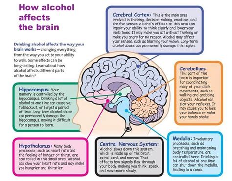 How Does Alcohol Affect The Brain And Central Nervous System?