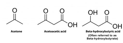 Ketone Bodies: Definition, Formation and Function | Biology Dictionary