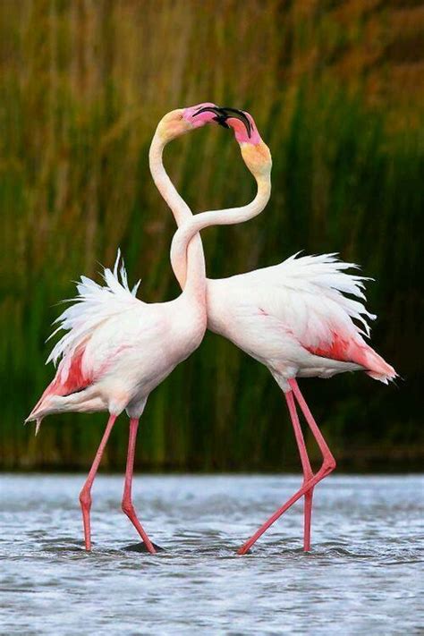 Flamingo Bird Photography