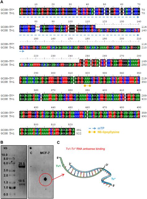 Sequence alignment and RNA-binding study. (A) Nucleotide sequence ...