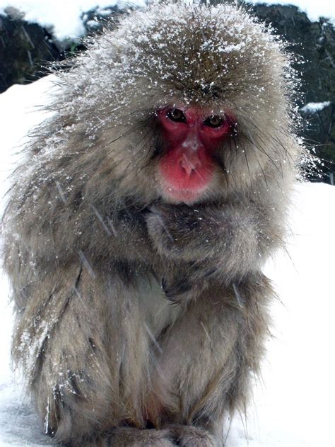 186 best images about Snow Monkeys on Pinterest | Parks, Snowball and ...