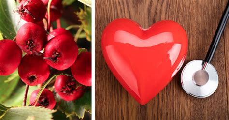 Hawthorn Berry Benefits: 5 Uses For This Tasty Heart Herb