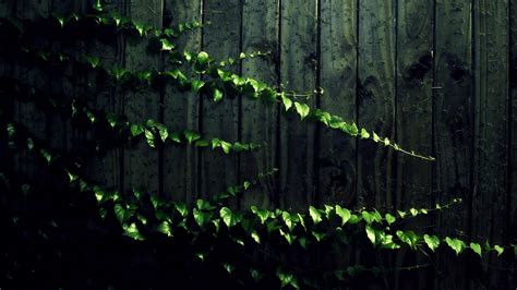 Green Vines Wallpapers - Top Free Green Vines Backgrounds - WallpaperAccess