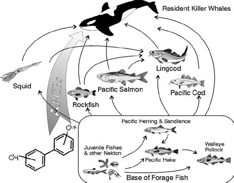 Killer Whale Food Web