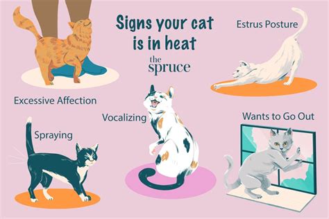 Best ways to calm a cat in heat