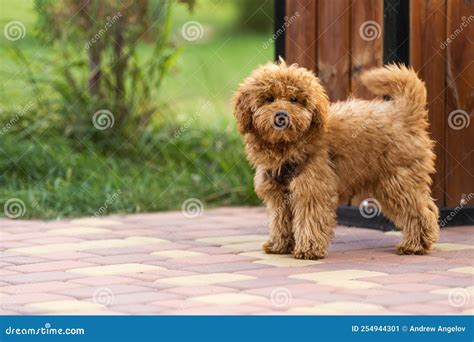 Maltipoo Puppy. Adorable Maltese and Poodle Mix Puppy Stock Image ...