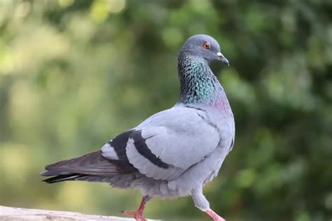 Pigeon Symbolism: Spiritual Meaning, Spirit Animal Guidance, and Dream ...