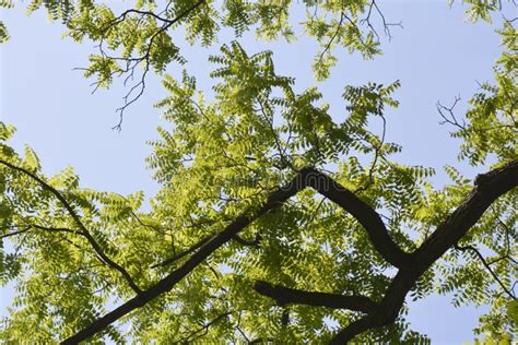 Eastern black walnut stock image. Image of spring, juglans - 255054065