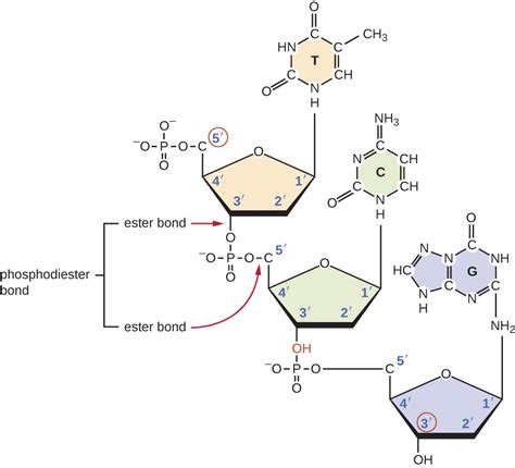 Phosphodiester Bond In Dna