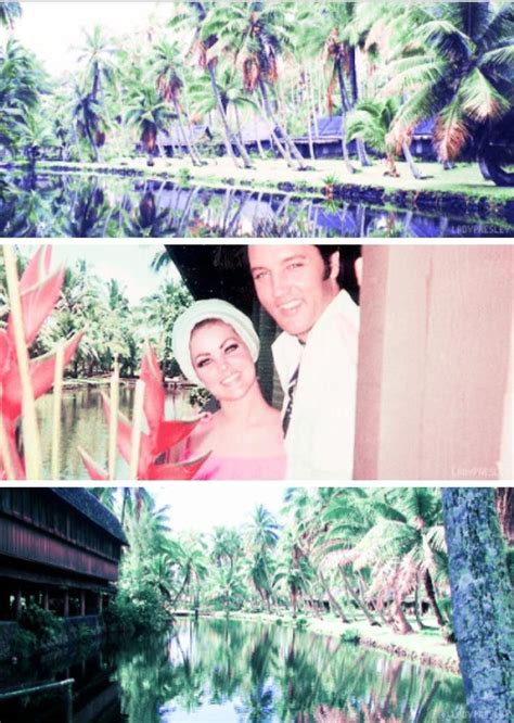 Priscilla Presley coco palms resort Elvis And Priscilla, Priscilla ...