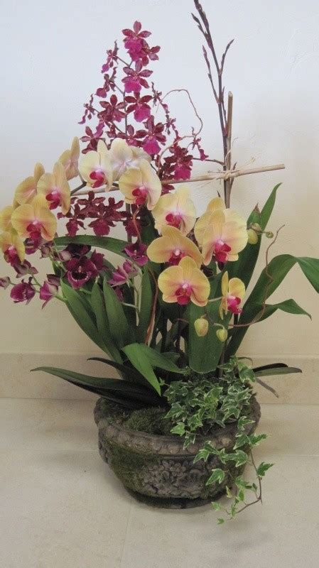 Orchid Basket | Plants and Flowers Ltd