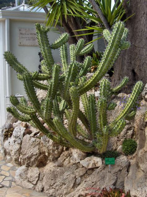 Myrtillocactus cochal (Candelabra Cactus) - World of Succulents