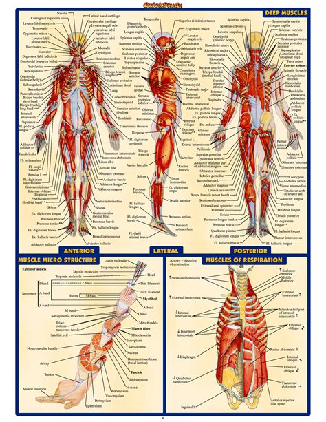 Anatomy And Physiology Diagrams Anatomy And Physiology Diagr