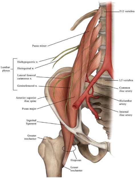 Genitofemoral Nerve Psoas