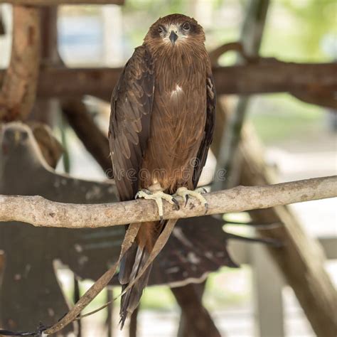 Black Hawk Bird. stock image. Image of raptor, head - 118007907