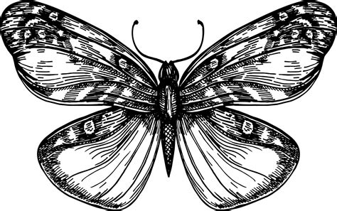 Butterfly With Open Wings Top View The Symmetrical Drawing Graphics