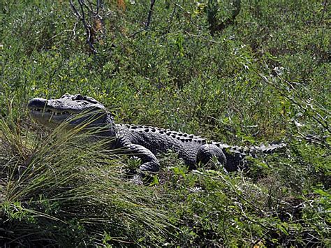 Laguna Atascosa National Wildlife Refuge, a Texas National Wildlife ...