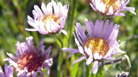 771 endangered plant and lichen species threatened by climate change