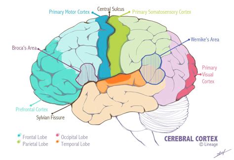 Visual Cortex Diagram And Functions Visual Pathway Medical V