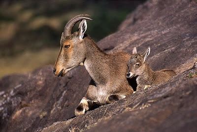 Wild India - wilderness begins here ..: Nilgiri Tahr