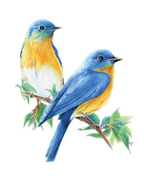 Colorful Birds Drawings