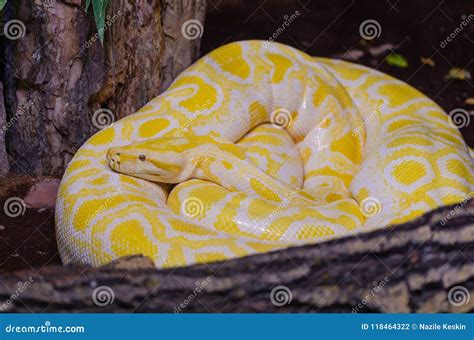 Albina Burmese Python.python Molurus Bivittatus in the Terrar Stock ...