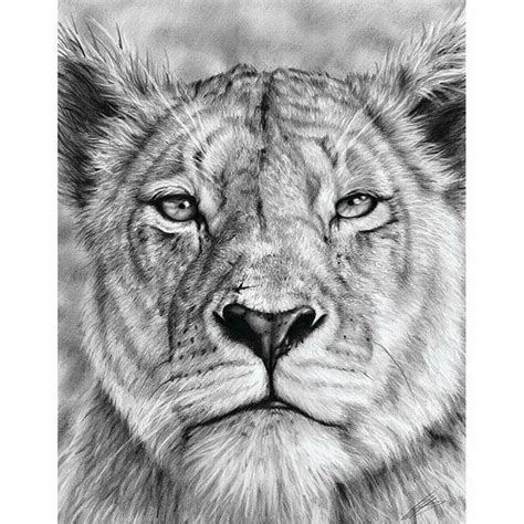 Lion And Lioness Drawing at PaintingValley.com | Explore collection of ...