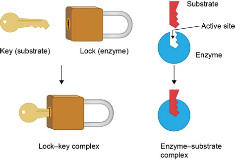 Enzymes And Substrates Examples