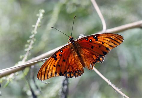 Houston Arboretum – DearTexas,