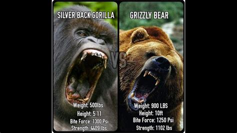 Gorilla vs Grizzly: Who Wins? - All About powerlifting