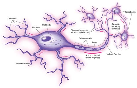 Nerve Cell - Motor Neuron | Carlson Stock Art