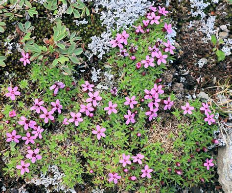 Trophy Mountain Meadows – Alpine Wildflowers – A Wildflower Journal